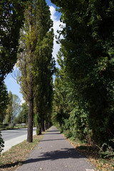 Brick wall. Brick background.
