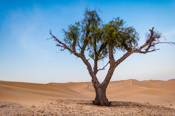 the lonely tree in the desert surrounded by the sand dunes 