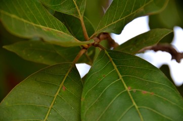 Close up of leaves