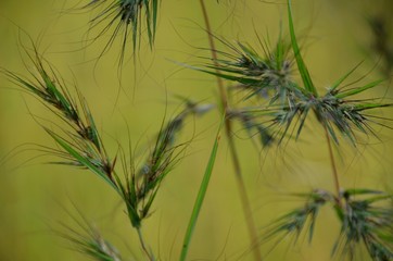 Close up of Grass