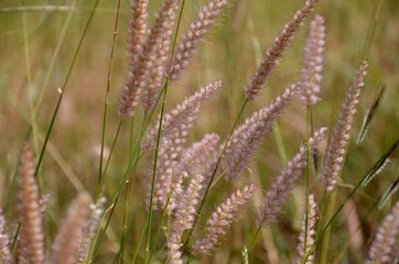 Grass flowers 