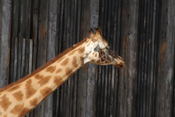 Girafe au zoo du Parc de la Tête d'Or à Lyon - France