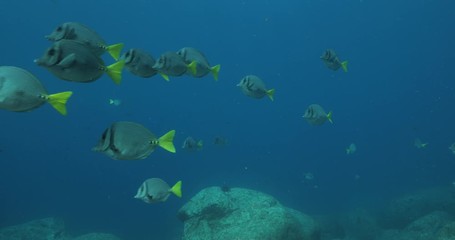 School of Cortez rainbow wrasse and Yellowtail surgeonfish on the reefs of the sea of cortez, Mexico.