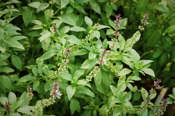 Fototapeta na wymiar Sweet, Basil Thai Basil (Ocimum basilicum) flowers blooming on the trees in the garden.