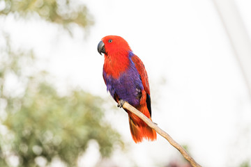 portrait of a posing parrot