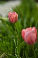 Pink tulips in pastel coral shades on a blurred natural green background, close-up. Fresh spring flowers in the garden with soft sunlight.