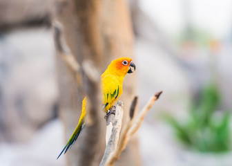 yellow parrot on a branch of a tree isoltaed 