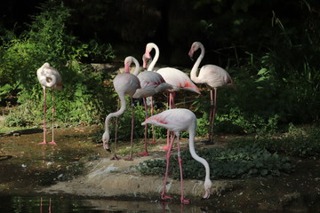 Flamants roses au zoo du Parc de la Tête d'Or à Lyon - France