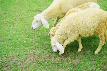 Obraz premium Flock of sheep eating green grass in field