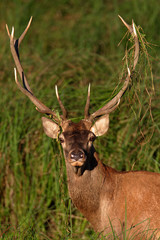 Deer rut in Kopacki rit, Croatia