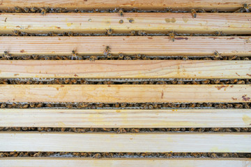 養蜂　はちみつ