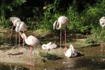 Flamants roses au zoo du Parc de la Tête d'Or à Lyon - France
