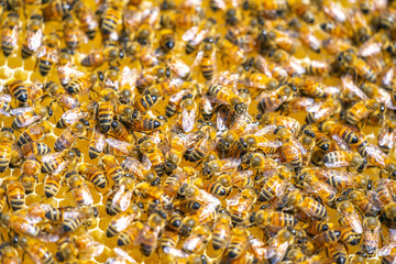 養蜂　はちみつ