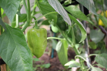 green pepper on a branch in the garden