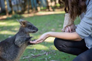 Wallaby Being Hand Fed