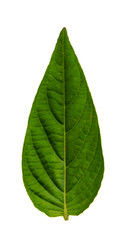 Leaves in the garden on white background.