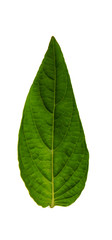 Obraz premium Leaves in the garden on white background.