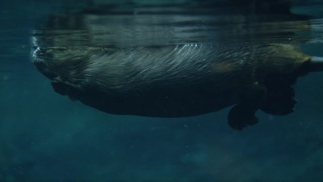 Canadian Beaver swimming in marshland and building dam