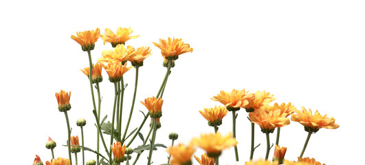 Obraz premium Many beautiful sweet color of chrysanthemum flower in field on white background