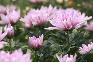 Many beautiful sweet color of chrysanthemum flower in field.