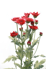 Many beautiful sweet color of chrysanthemum flower in field.