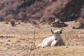 Yak around manaslu 