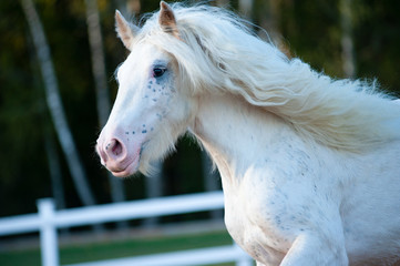 Beautiful white shire horse