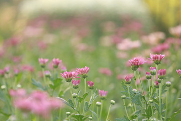 Chrysanthemum flower with flare from sunshine and sweet warm bokeh from light