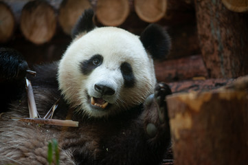 Cute panda bear portrait