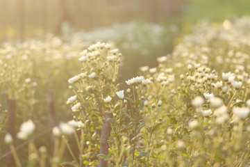 Chrysanthemum flower with flare from sunshine and sweet warm bokeh from light