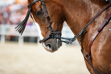 Spanish horse performing