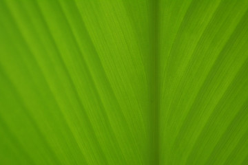 soft focus green leaf texture abstract spring ,ecology ,enviroment background