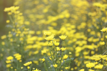 Obraz premium Chrysanthemum flower with flare from sunshine and sweet warm bokeh from light