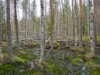 autumn landscape with peat bog Zilaiskalns, Latvia