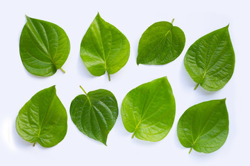 Fototapeta na wymiar Green betel leaves, Fresh piper betle on white background.