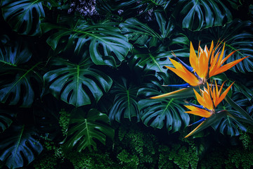 colorful flower plant in the nature dark background
