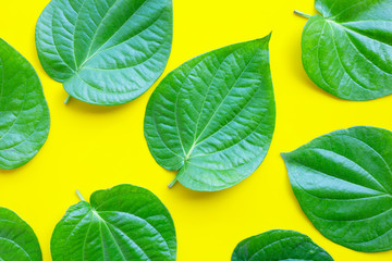 Green betel leaves, Fresh piper betle on yellow background.