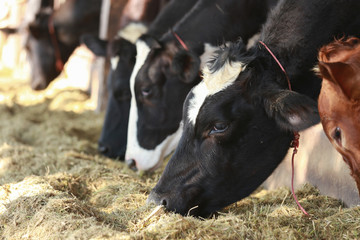 Many cows in barn or milk cow farming in country side. Cow is eating grass in dairy farm industry