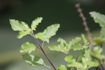  leaf of  holy basil