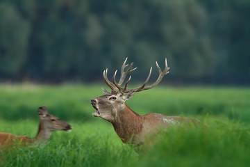 Deer rut in Kopacki rit, Croatia