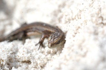 little agile lizard basking in the spring sun on the clear warm sand of the beach