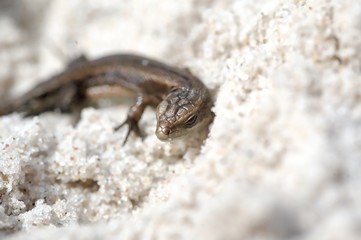 little agile lizard basking in the spring sun on the clear warm sand of the beach