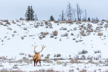 Elk or wapiti (Cervus canadensis), Yellowstone National Park, Wyoming, USA, America