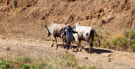 Child walking with his cattle, zebu
