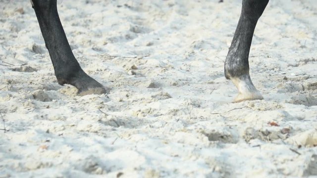 Horse walking, hooves view in slow-motion