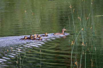 Duck family in Kopacki rit wetland, Croatia