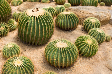 Cactus