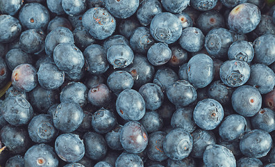 Fresh blueberry background. Texture blueberry berries close up.
