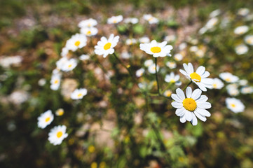 Close-up of a bush of wild chamomile on a contrasting background on a sunny day. The concept of medicinal plants