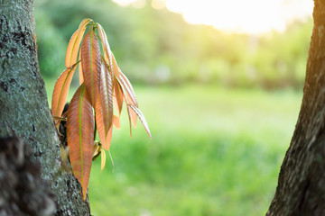 beautiful nature, morning sunshine with Young leaves of mango fruit on the tree.
